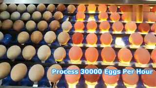 Línea de producción de clasificación de lavado de huevos