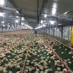 Equipo automático galvanizado de la cría de animales de las aves de corral de la inmersión caliente para cultivar el pollo