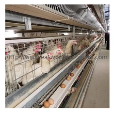 Tipo sistema automático de H de la jaula de la capa del huevo del pollo de la batería del equipo de la avicultura de la capa
