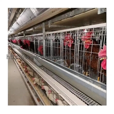 Tipo sistema automático de H de la jaula de la capa del huevo del pollo de la batería del equipo de la avicultura de la capa